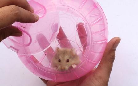 how to care for little hamsters