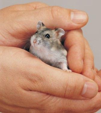 how to care for dzungarian hamsters