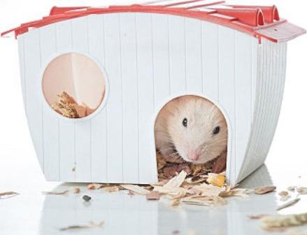 how to care for a hamster at home