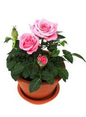 цветы семейства розовых