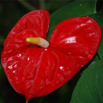 цветок антуриум красный