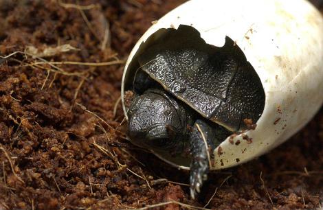 breeding turtles at home