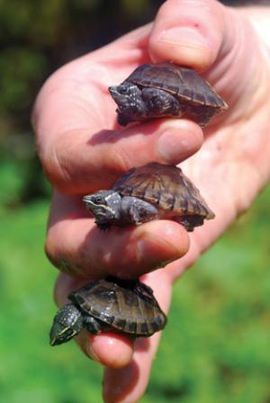 breeding turtles