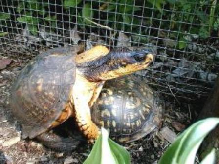 как размножаются сухопутные черепахи 