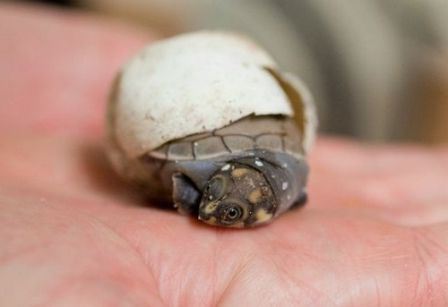 red-eared turtles breed