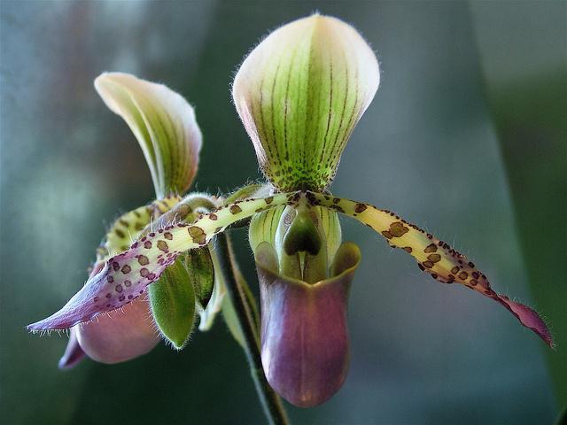 орхидея крупноцветковый башмачок
