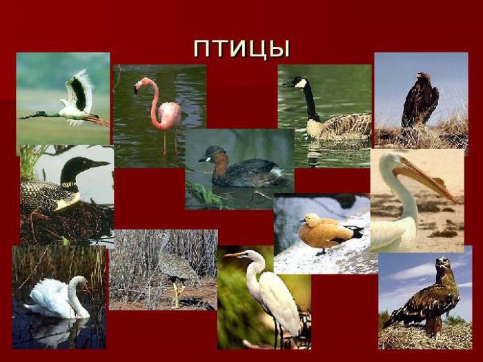 красная книга саратовской области птицы