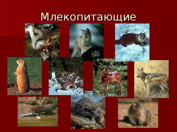 животные саратовской области занесенные в красную книгу