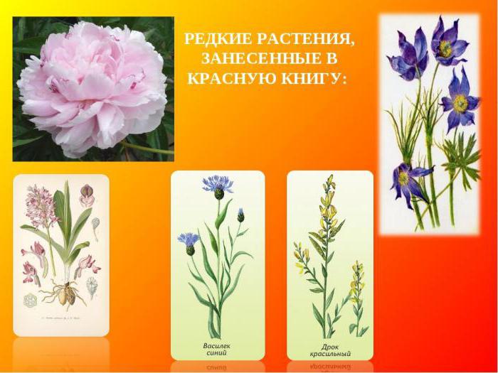 Картинки растения красной книги картинки с названиями