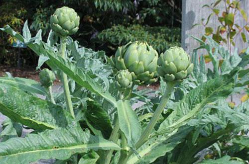 artichoke beneficial properties benefit and harm