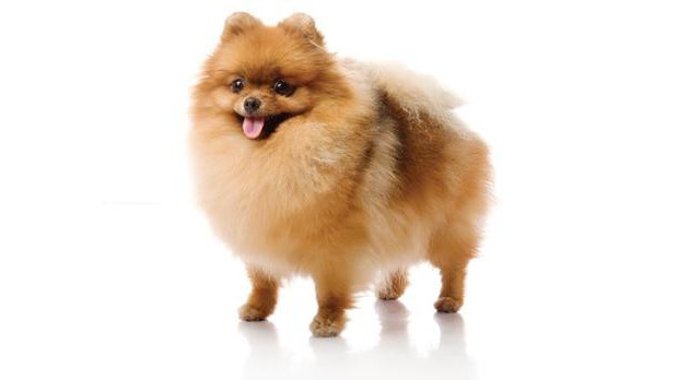 the cutest dog breeds in the world