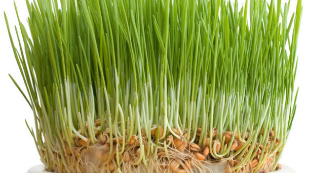 vitgrass properties