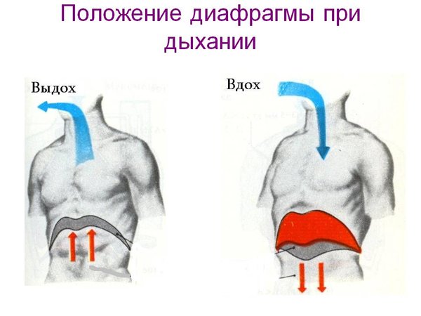 Дыхание животом картинки