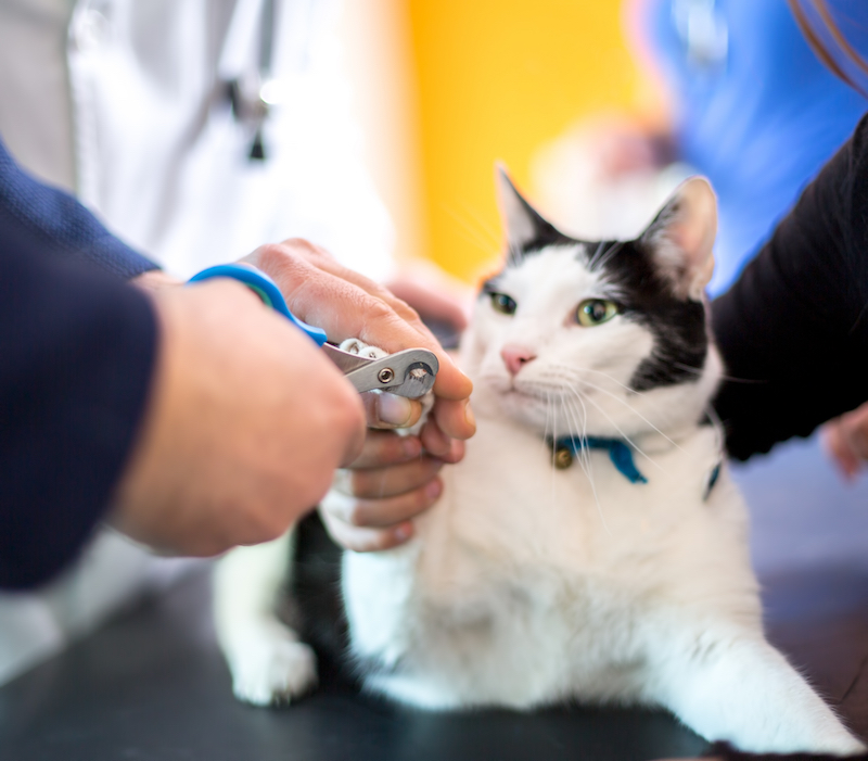 Volunteer veterinary clinic reviews Moscow