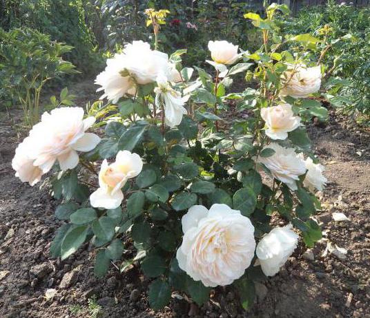 роза крокус роуз описание фото
