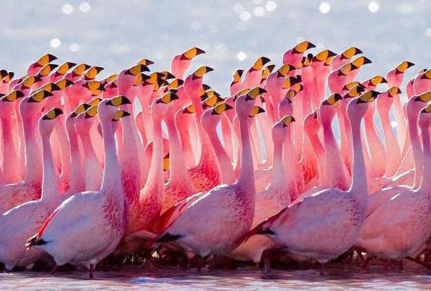 Какой род у существительного фламинго