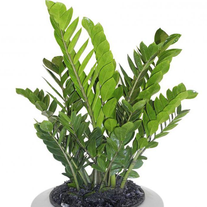 decorative foliage indoor plants