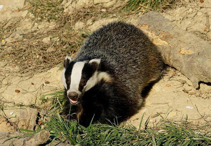 healing properties of badger fat