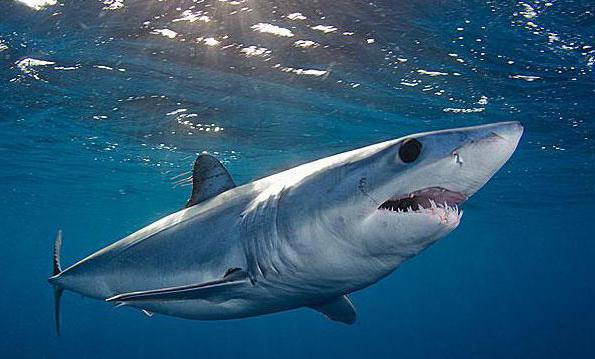 акула синяя места обитания происхождение