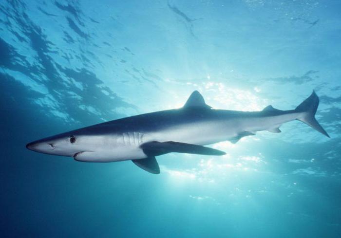 рыба акула синяя