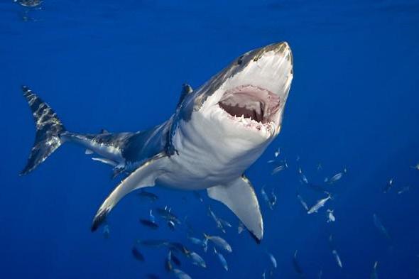 акула синяя
