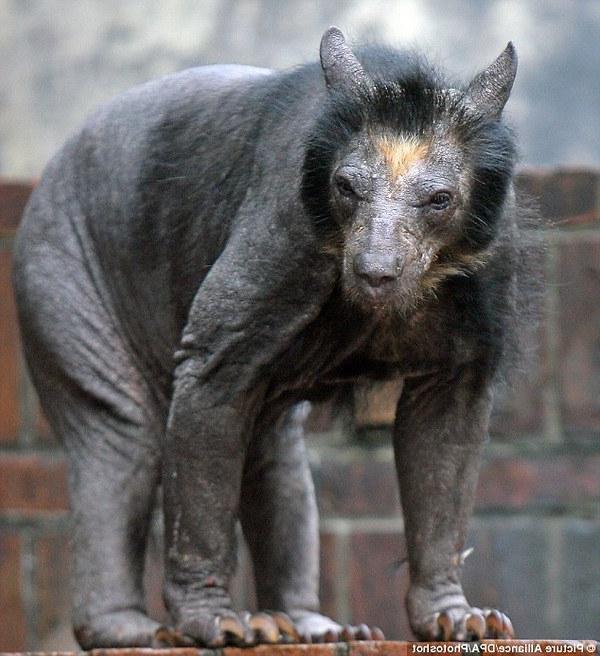 bald bear