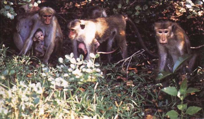 стадная иерархия у обезьян