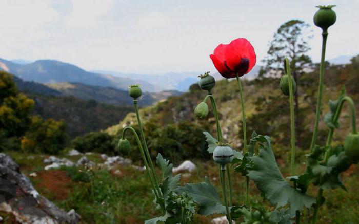 poppy seeds benefit and harm