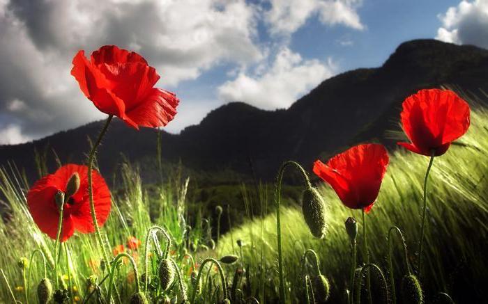 the benefits and harms of poppy