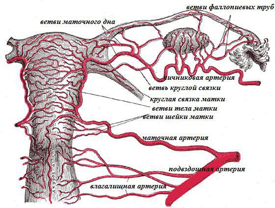 Женская матка строение фото