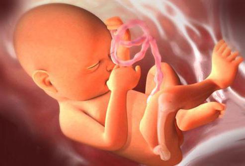 Критический период внутриутробного развития ребенка thumbnail