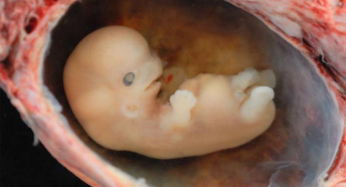 критические периоды развития эмбриона и плода