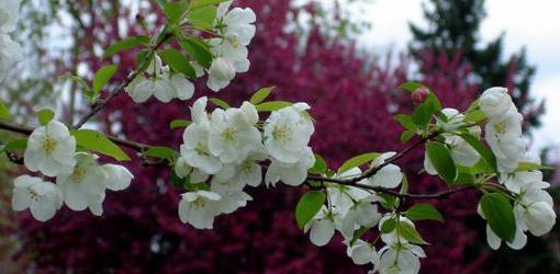 белые цветы яблони