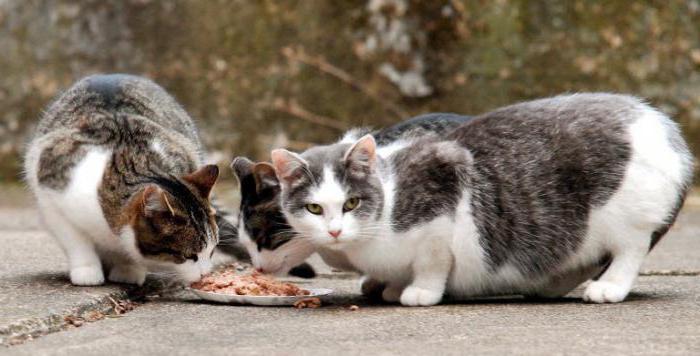 вирусная лейкемия кошек профилактика