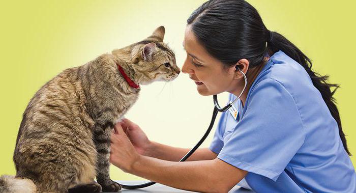 вакцина против вирусной лейкемии кошек