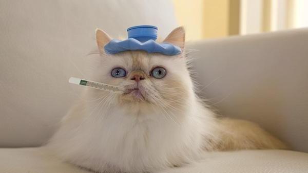 вакцина вирусной лейкемии кошек 