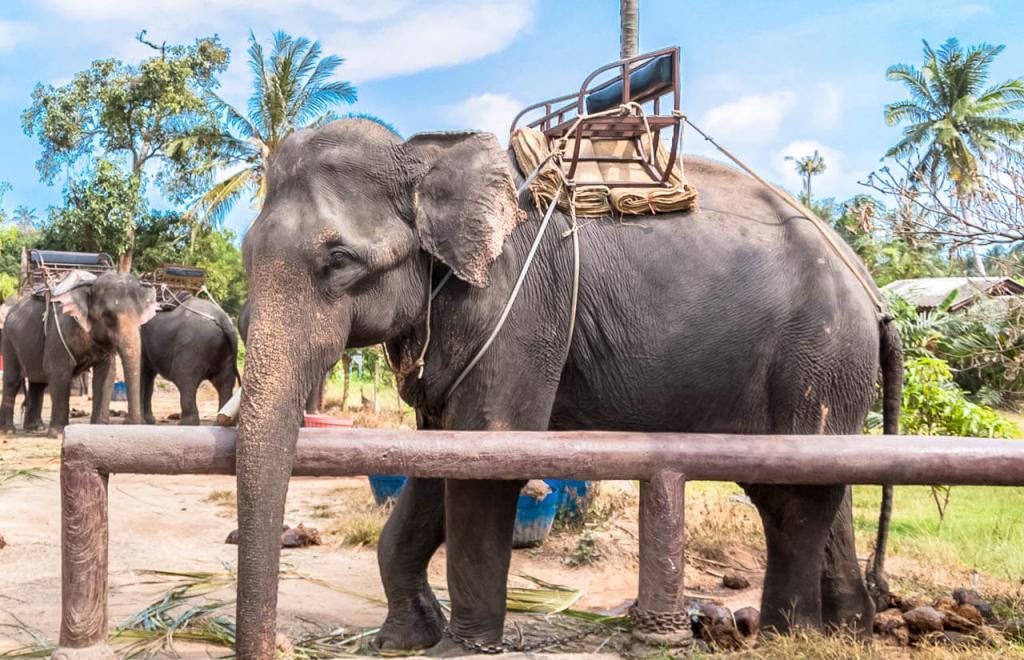 Таиланд и слон