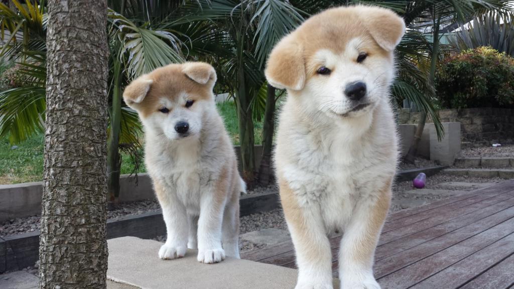 japanese inu dog breeds