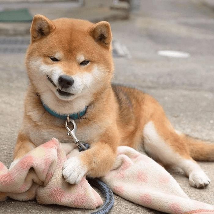 Akita Inu Weight