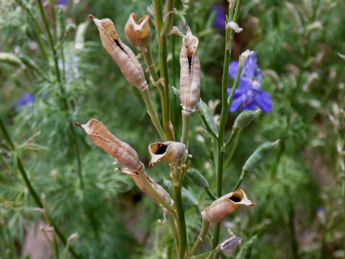 field fruit