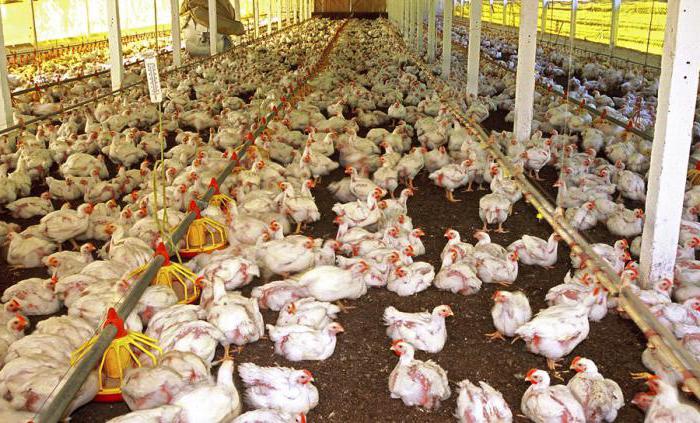 home chicken farm as a business