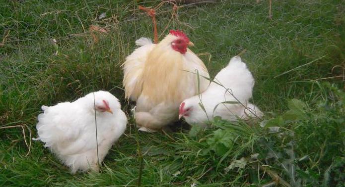 mini meat breed of chickens