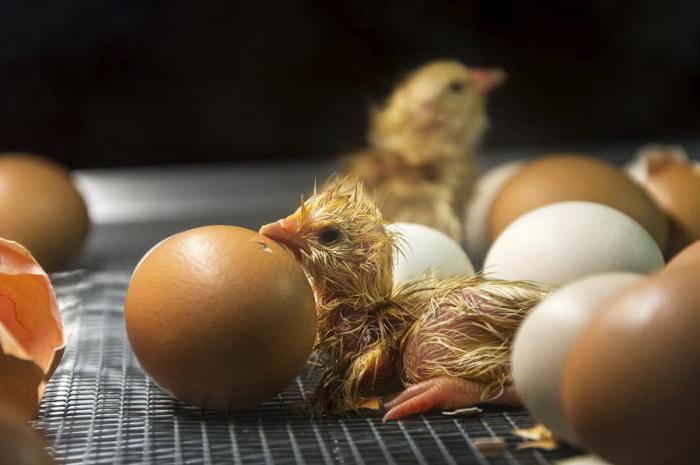 инкубационное яйцо мини мясных кур