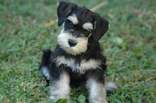 miniature schnauzer puppy