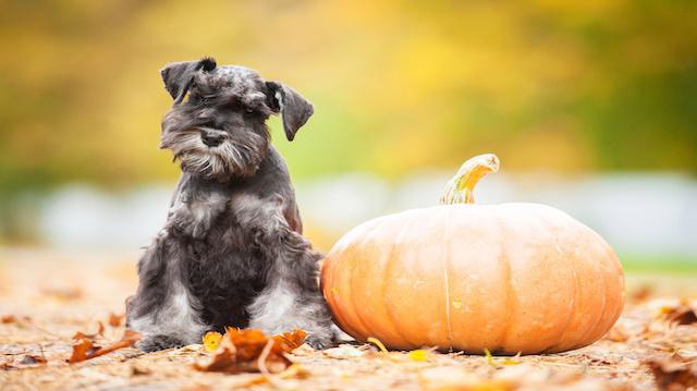 how to feed a miniature schnauzer puppy