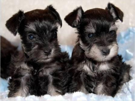 miniature schnauzer puppies color