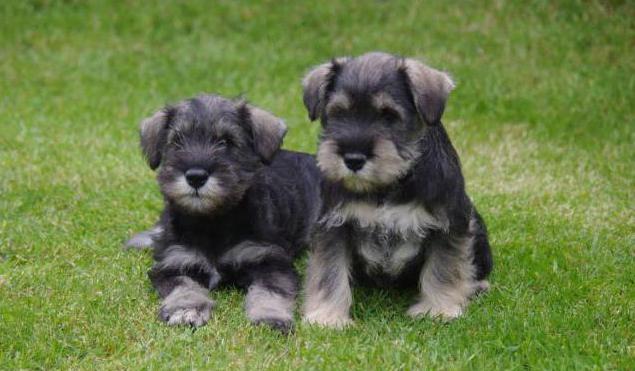 Zwergschnauzer puppy weight