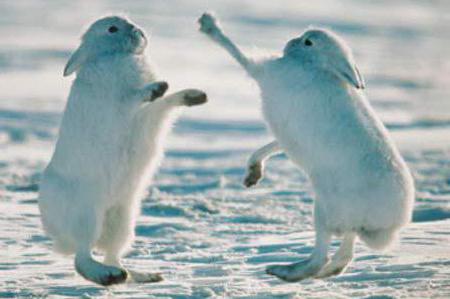 полярный заяц арктический беляк