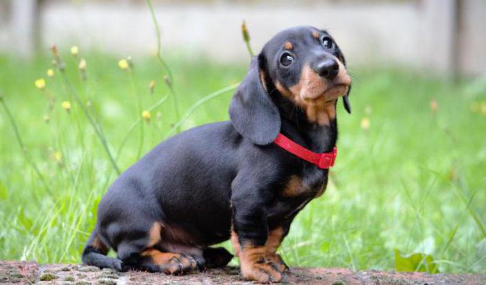 how many dachshunds live