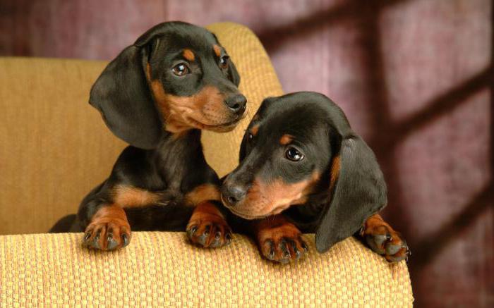 dachshund dog